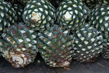 El agave es de buena calidad para hacer tequila.