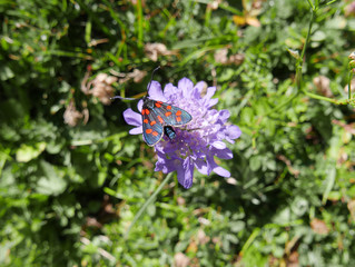 Closeup of an insect, Zygaena filipendulae,six-spot burnet, is a genus of moths in the family Zygaenidae. Sitting on a flower,blossom.