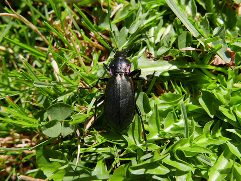 Closeup of a bug, insect, Carabus violaceus, called the violet ground beetle or rain beetle.
The violet ground beetle is a shiny, black beetle that has violet or indigo edges to its smooth