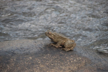 Big green frog on the rock.
Close up of big frog on the rock