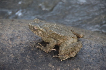 Big green frog on the rock.
Close up of big frog on the rock