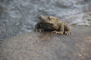 Green frog on the stone