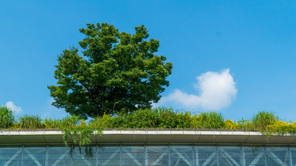 屋上庭園と屋上緑化