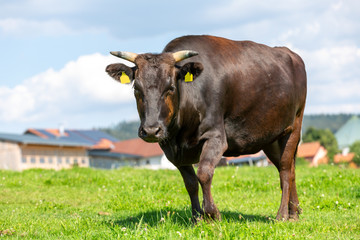 A Wagyu cow stands on a green meadow