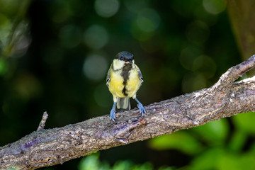 Great tit (Parus major)