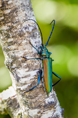 Musk beetle (Aromia moschata)
