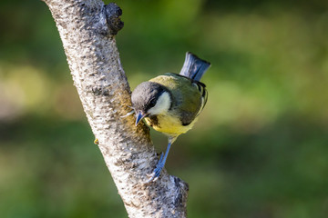 Obraz premium Great tit (Parus major)
