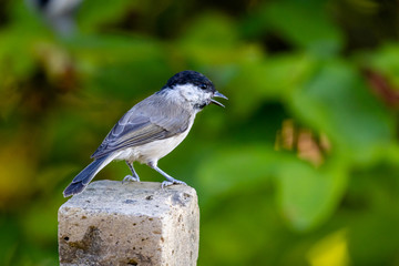 Marsh tit (Poecile palustris)