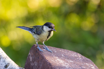 Great tit (Parus major)
