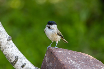 Marsh tit (Poecile palustris)