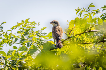 Red-backed shrike (Lanius collurio)