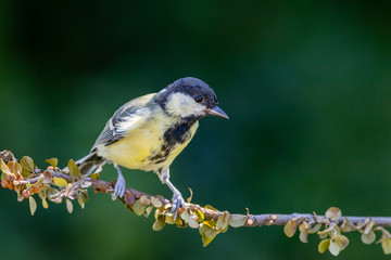Great tit (Parus major)