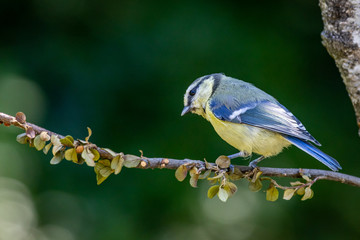 Eurasian blue tit (Cyanistes caeruleus)