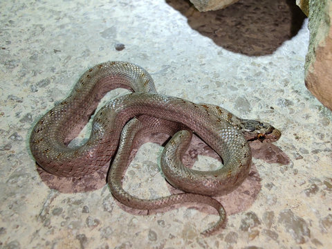 closeup photography of the snake Coronella girondica, southern smooth snake, Riccioli's snake ,pyrenees catalonia Spain.
