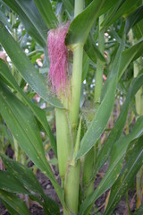 Close up of a corn
