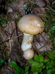 Mushroom in the forest