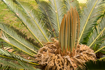 Cycas revoluta female palm tree flower blossom into evergreen leaves at summer. Closeup