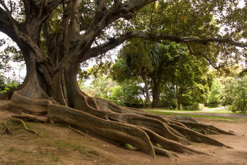 Huge roots of a large, old, evergreen, branched banyan tree in Sao Miguel, Azores, Portugal, Ponta Delgada, in the Antonio Borges area.