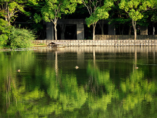Fototapeta na wymiar Tokyo,Japan-August 14, 2020: Three ducks keeping social distance in a pond in Tokyo, Japan 
