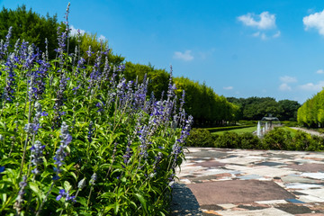 夏空とハーブと青空の景色