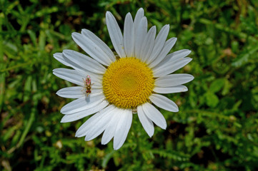 Little Bug on White Daisy 