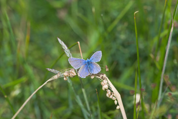 4 - Common blue butterfly spreads vivid blue wings, overhead view.