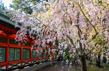 Architecture Views at Sumiyoshi Taisha Temple, Japan