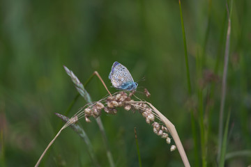 1 - Side profile dark background of a common blue butterfly