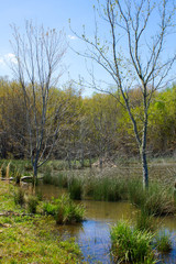 Fototapeta na wymiar Pond in forest