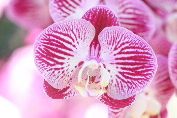 Close-up of pink orchid phalaenopsis. Bouquet of flowers orchids.