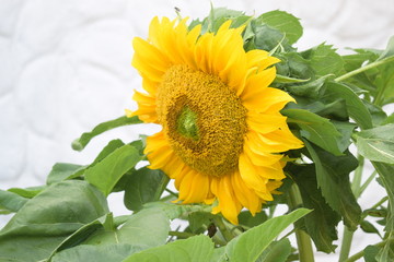 Sunflower in profile