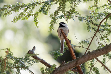 Black-Capped Chickadee sitting on a branch