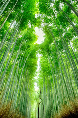 Obraz premium Oriental Travel Destinations. Sagano Green Bamboo Forest in Japan.