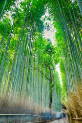 Oriental Travel Destinations. Renowned Sagano Bamboo Forest in Japan With People Passing By