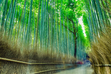 Asian Travel Destinations. Sagano Bamboo Forest in Kyoto in Japan With People Passing By.