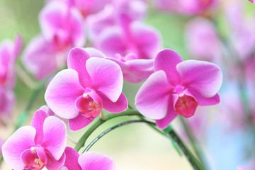 Naklejka na ściany i meble Beautiful pink orchid flower in the garden
