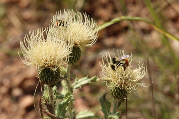 Bumblebee on a thistle in bloom