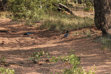 Two Scrub Jays on a woodland path