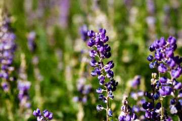 Naklejka premium Summer background of Sky Lupines in a selective focus, backdrop and wallpaper
