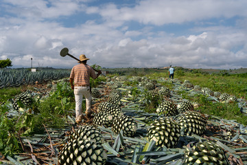 Dos campesinos jimadores caminan con su herramienta coa agavera entre las bolas de agave del campo.