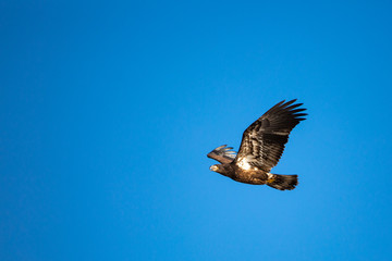 Obraz premium Immature Bald Eagle (Haliaeetus leucocephalus) flying in a blue sky in Northern Wisconsin