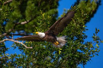 Adult bald eagle (Haliaeetus leucocephalus) flying in the forest in northern Wisconsin
