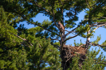 Immature bald eagle (Haliaeetus leucocephalus) perching in a pine tree above the nest in northern Wisconsin