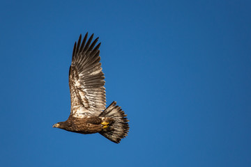 Immature Bald Eagle (Haliaeetus leucocephalus) flying in a blue sky in Northern Wisconsin