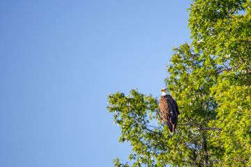 Bald Eagle (Haliaeetus leucocephalus) perching on branch in Northern Wisconsin with copy space