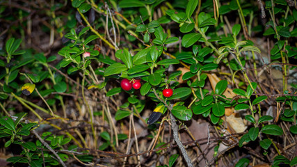 Lingonberry