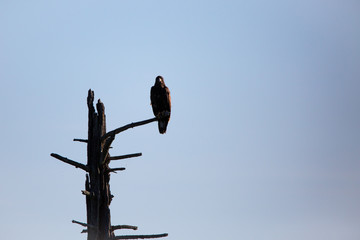 Bald Eagle (Haliaeetus leucocephalus) silhouette perching on a dead tree in Northern Wisconsin