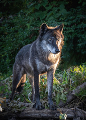 Wolf in the setting sun during summertime