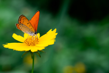 Closeup of a Copper Butterfly drinking nectar from a yellow flower. 