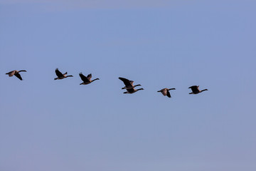 Flock og Canadian geese on flight